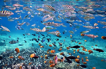 Gamat Bay Snorkeling Point